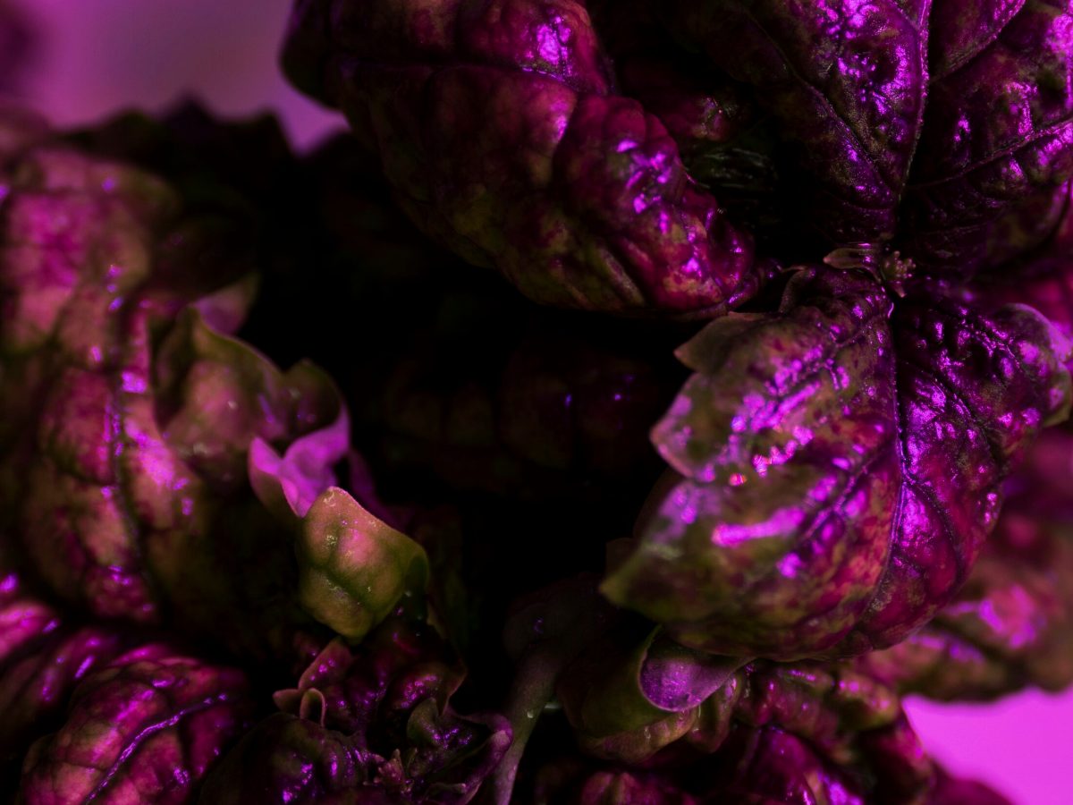 NATURAL TECHNOLOGY. WELCOME TO THE&nbsp;SYMBIOCENE